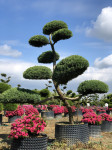 Juniperus pfitzeriana Hetzii  topiary, niwaki, 160-170cm