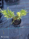 Juniperus x-media 'Blue 'n Gold,
