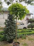 Katalpa Kuglasta Catalpa Bignonioides Nana List Srce 1,2 - 3m Dostava