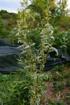 Kovrčava vrba - Salix matsudana - sadnice