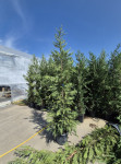 Lejlandski čempres Lajland Leylandii 1-4m Dostava