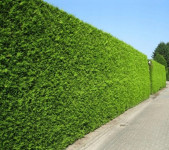 Lejlandski Čempres Tegla Lajland 1-3m Cupressocyparis Leylandii Dostav