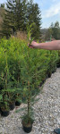 Leylandski čempres, lejlandi, Cupressocyparis leylandii 140-160 cm