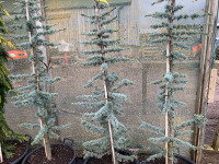 Libanonski Cedar plavi 120-170cm Cedrus Libani Dostava Na Adresu