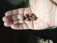 Lijeska divlja-medvjeđa