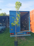 Lipa Stablo Tilia Cordata 220-250cm Tegla Dostava Na Adresu