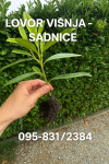 LOVOR VIŠNJE SADNICE - jeftino