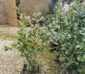 LovorVišnja 60-250cm Bogate Razgranate Širokolisne Sadnice Dostava