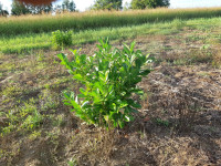 Lovorvišnja i Fotinija sadnice