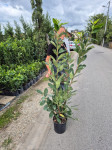 Lovorvisnja Sirokolisna Bogata Razgranata 150cm Lovor Višnja Dostava