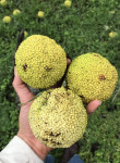 Maclura Pomifera Sjeme