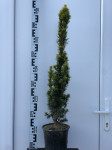 Taxus b. Fastigiata Aurea vis. 80 cm
