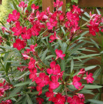 Oleander (nerium oleander) - sadnica