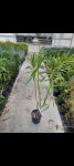 oleander sadnice 1m + visine, Oleander za živu ogradu ili kao soliter