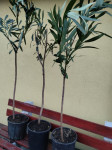 OLEANDER sadnice oko 150 cm