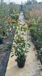photinia red robin, nove sadnice jesen 2022 1m visine