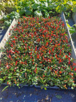 PHOTINIA RED ROBIN