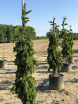 Picea abies 'Inversa'