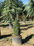 Picea conica Pinocio
