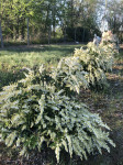 Pieris japonica Fuga, visina 65 cm/širina 70 cm