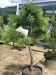 Pinus strobus - oblikovani, 100-120 cm
