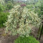 Ruska maslina Dafina Elaeagnus angustifolia  Sadnice