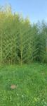 Sadnica Bambusa