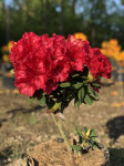 Rhododendron hybrid Red Jack
