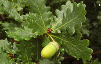 Sadnice hrasta lužnjaka (Quercus robur)