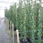Sadnice jasmina 2.5-3m visine zimzelena penjačica