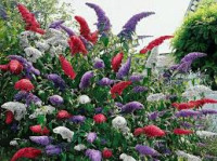 Sadnice ljetnog jorgovana