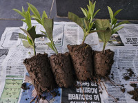 Sadnice lovorvišnje