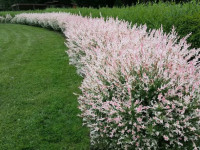 Salix vrba ( integra flamingo )trobojno lišće