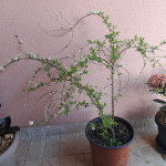 Sitnolisna suručica (spirea thunbergii) - sadnica