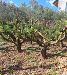 STABLA MASLINA 30 god. starosti