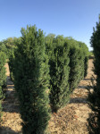 Taxus x media Hicksii tisa 1,8 - 2 m