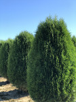 Thuja occidentalis Green Egg 120 cm