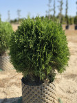 Thuja occidentalis Green Egg, promjer 30 cm