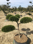 Juniperus sabina Tamariscifolia vrtno drvce niwaki