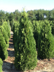 Thuja occidentalis Maja, visina 1,5 m
