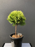 Thuja occidentalis Mirjam, visine 25-30cm/širine 30 cm