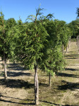 Thuja plicata Aldrich Mountain 180cm