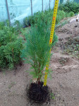 Thuja compacta.