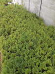 Thuja smaragd
