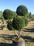 TISA topiary 150-200 cm