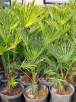 Trachycarpus wagnerianus