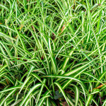 Ukrasna trava (Carex Golden C2)