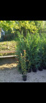 ukrasno bilje za hortikulturalno uređenje, visoke žive ograde