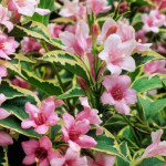 Vajgela - šarenolisna (weigela florida variegata) - sadnica