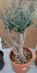 Vrtni bonsai maslina